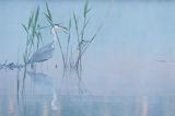 czapla siwa Ardea cinerea