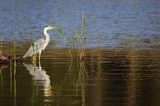 czapla siwa Ardea cinerea