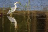 czapla siwa Ardea cinerea