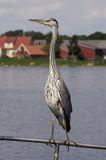 czapla siwa Ardea cinerea port Sandhamn, południowo-wschodni kraniec Szwecji, Blekinge