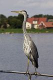 czapla siwa Ardea cinerea port Sandhamn, południowo-wschodni kraniec Szwecji, Blekinge