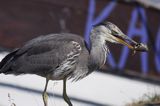 czapla siwa Ardea cinerea port Sandhamn, południowo-wschodni kraniec Szwecji, Blekinge