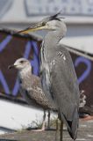 czapla siwa Ardea cinerea port Sandhamn, południowo-wschodni kraniec Szwecji, Blekinge