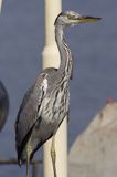 czapla siwa Ardea cinerea port Sandhamn, południowo-wschodni kraniec Szwecji, Blekinge