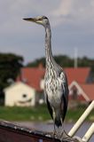 czapla siwa Ardea cinerea port Sandhamn, południowo-wschodni kraniec Szwecji, Blekinge