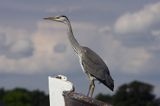 czapla siwa Ardea cinerea port Sandhamn, południowo-wschodni kraniec Szwecji, Blekinge