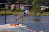 czapla siwa Ardea cinerea port Sandhamn, południowo-wschodni kraniec Szwecji, Blekinge