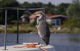 czapla siwa Ardea cinerea port Sandhamn, południowo-wschodni kraniec Szwecji, Blekinge