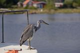 czapla siwa Ardea cinerea port Sandhamn, południowo-wschodni kraniec Szwecji, Blekinge