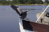 czapla siwa Ardea cinerea port Sandhamn, południowo-wschodni kraniec Szwecji, Blekinge