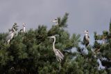 czapla siwa Ardea cinerea kolonia