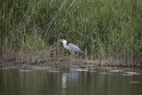 Czapla siwa, Ardea cinerea