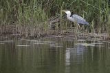 Czapla siwa, Ardea cinerea