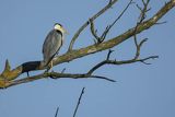 Czapla siwa, Ardea cinerea