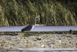 Czapla siwa, Ardea cinerea