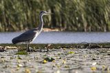 Czapla siwa, Ardea cinerea