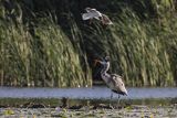 Czapla siwa, Ardea cinerea i mewa śmieszka, Larus ridibundus