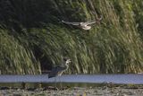 Czapla siwa, Ardea cinerea i mewa śmieszka, Larus ridibundus