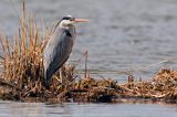 czapla siwa Ardea cinerea