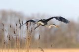 czapla siwa Ardea cinerea