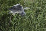 Czapla siwa, Ardea cinerea