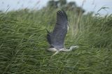 Czapla siwa, Ardea cinerea