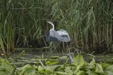 Czapla siwa, Ardea cinerea