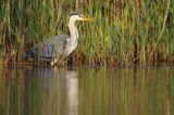 czapla siwa Ardea cinerea