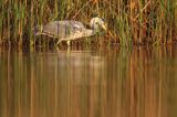 czapla siwa Ardea cinerea