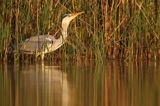 czapla siwa Ardea cinerea