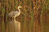 czapla siwa Ardea cinerea