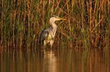 czapla siwa Ardea cinerea