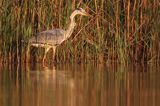 czapla siwa Ardea cinerea