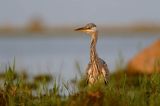 czapla siwa Ardea cinerea