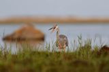 czapla siwa Ardea cinerea