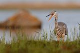 czapla siwa Ardea cinerea