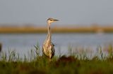 czapla siwa Ardea cinerea