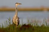 czapla siwa Ardea cinerea