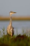 czapla siwa Ardea cinerea