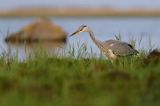 czapla siwa Ardea cinerea