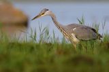 czapla siwa Ardea cinerea