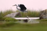 czapla siwa Ardea cinerea