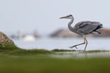 czapla siwa Ardea cinerea