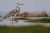 czapla siwa Ardea cinerea