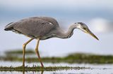 czapla siwa Ardea cinerea