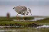 czapla siwa Ardea cinerea