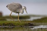 czapla siwa Ardea cinerea