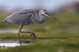 czapla siwa Ardea cinerea