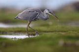 czapla siwa Ardea cinerea