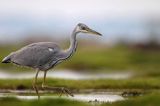 czapla siwa Ardea cinerea